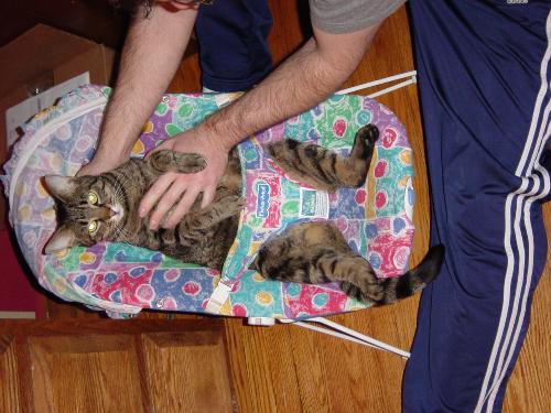 A cat in a bouncy chair - This cat climbed into a baby bouncy chair