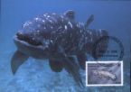 coalacanth - the extinct dinasour coalacanth - the extinct dinasour