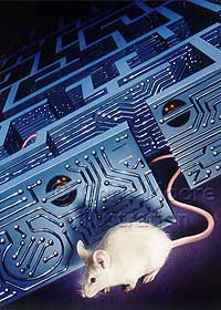 Flowers for Algernon - Algernon