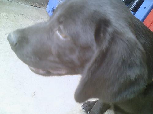labrador - he's name is cholog. he's a 2months labrador.. black shiny hair..