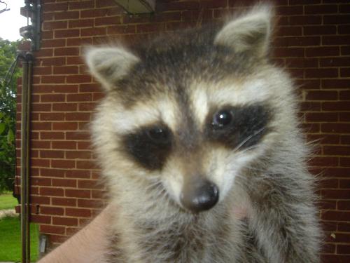 Rocky the Pet Raccoon - This is Rocky.