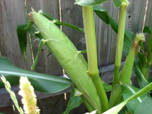 Huge Ear - One of my ears from my first attempt at corn growing