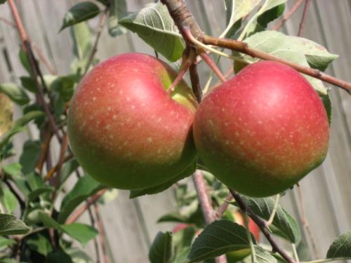 Red & Almost Ready - My Honeycrisps are looking tasty. Cant eait to pick them.