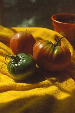 My own home grown tomatoes - photo of tomatoes