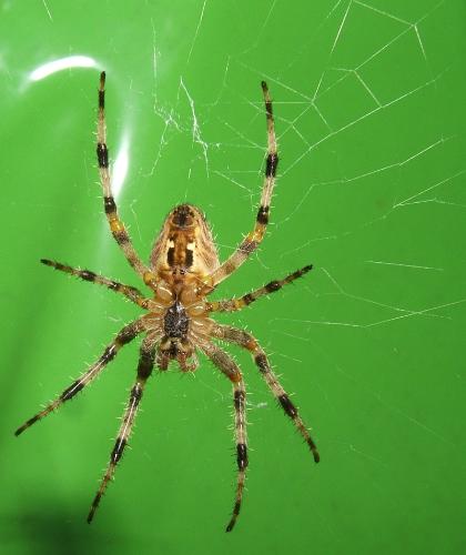 spiders - Orb-weaver Spider