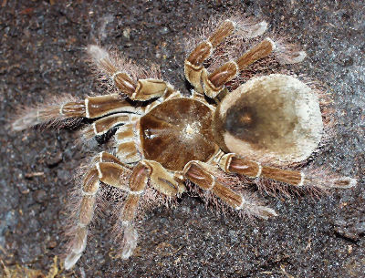 spiders - Goliath Bird-eating Spider