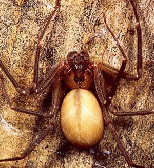 spiders - Brown Recluse Spider Picture