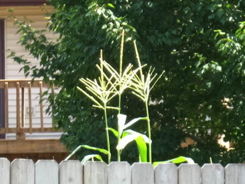 Tall - The fence is 8 feet so the corns about 10 feet tall