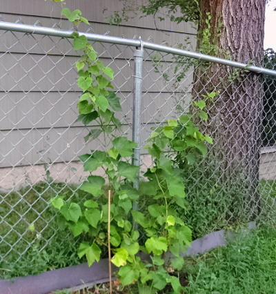 Kay Gray Grape Vine - This is about 3 times the sze of when I panted it 2 months ago. Its growing very well.