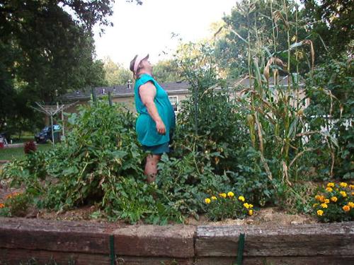 Garden Jungle - At 5'7', my corn towers over me as well as my cherry tomatoes. lol