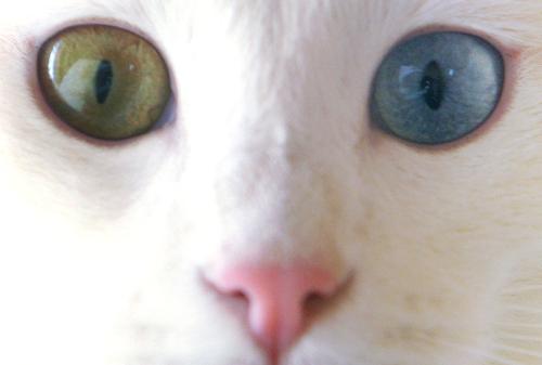 nice eyes.... but what you like.... - ohhh both colour of her eyes are great... did u seen a human have this type of eyes... If SomeOne Ask you to your choice... what color you choose...????