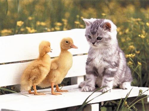 Cat with Chiks... - hummmm... what a nice pic of Friendship... what do you think... is it possible that cAt and chicks may be friends... if yes.. if Cat is hungary, she eat her chick friends....????