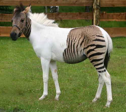 Horse OR Zebra...???? - hay men.... did you see... a white horse Colored like Zebra lines.... hummmmm..... nops it is real... it is a Zebra+Horse... ohhhh is it possible.... Amazing....