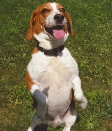 My Buddy BUSTER - Here he is sitting pretty for a meat snack he loves