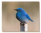 Blue Bird - mountain blue bird
