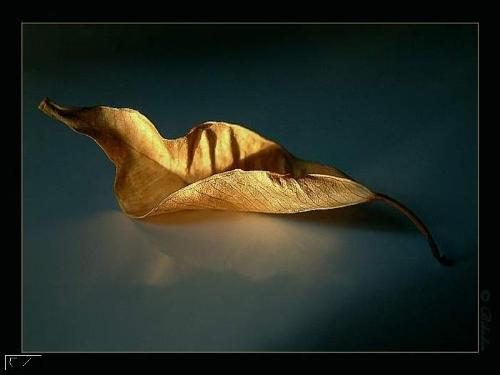 Leaf - One leaf