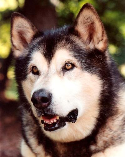 Alaskan Malamute - Photo of CH. Kodiak's Fuzzy Bear, aka Jerry Lee  Kodi Bear is an 11 yo Alaskan Malamute from a litter in Alaska on July 16, 1996. Sire & Dam both Champion dogs, with a long pedigree of Champions.