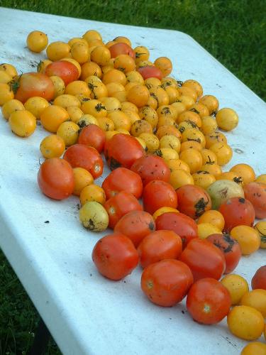 Bountiful harvest - Here is just a few of the tomatoes that I've been picking out of my garden. This is the 3rd harvest I've made! The little yellow 'maters are so sweet and tasty!