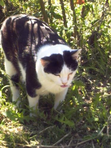 a garden cat 1 - This black and white &#039;tiger&#039; is a real champion of purring!