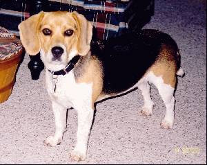 dog - toy dog or guard dog