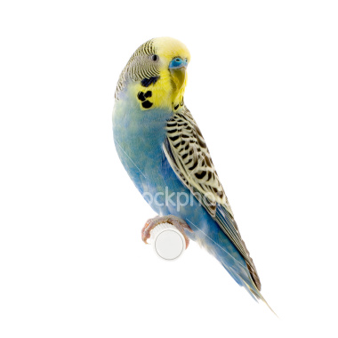 Budgie - Budgie, blue body, yellow face