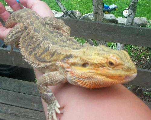 My Bearded Dragon - Here is a pic to see how big he is. He goes from my elbow to my hand and then tail.