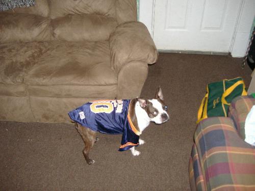 Our Baby...Mango in her Chicago bears jersey - Boston Terrier...Mango
