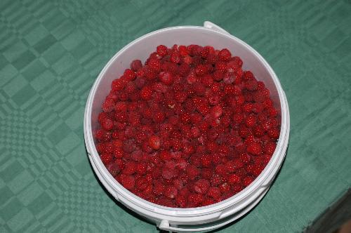 Raspberries - I hawe been out picking Raspberries.