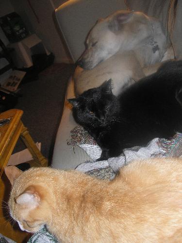 Trio of pets - my 2 cats and 1 dog all on the couch at the same time.
