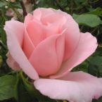 Grow 2Gether - Beauty grows w/in