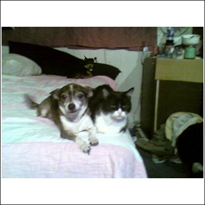 My pets - Ashlee ( Cat ), Tequila and Johnny ( in background )