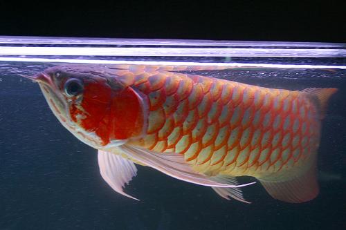 dragon fish - Dragon Fish or Arowana fish is a very expensive fish from borneo island, only several breeders succesfuly breed this type of fish, it cost around 600$ for juvenile.