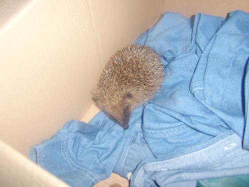 A hedgehog I found - This lovely little creature is a hedgehog I found last winter. She was only around 8 weeks old and was taken in by a lady from hedgehog rescue.