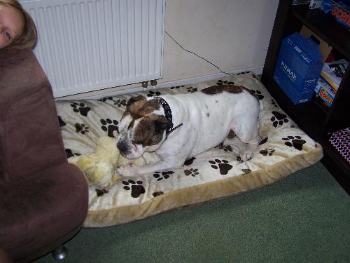 bulldog - pandora