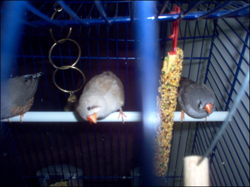 my finches - pepper the baby squeek the mummy and bubble the daddy hiding in the conrner