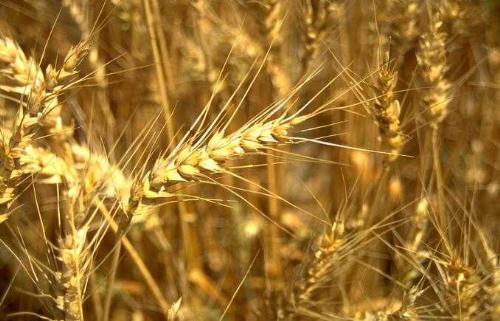 this is the picture of a cereal plant - plant