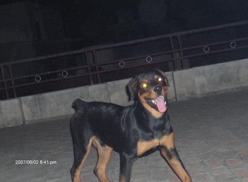 'Panther' The Rottweiler - Very Sweet and Obedient dog, this picture in around one month old and he 7 month old. Love to play with children and very friendly with everyone around.