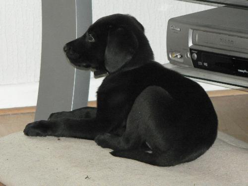 sam - black labrador