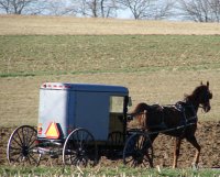 Horse & Carriage - Amish horse and carriage