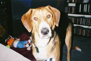 A Treeing Walker Coonhound/German Shepherd mix - A Treeing Walker Coonhound/German Shepherd mix