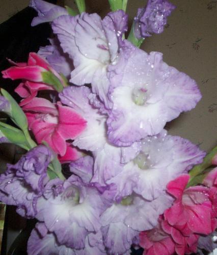 Gladiolous - Here are the glads I picked and put in a vase. Gladiolous - Here are the glads I picked and put in a vase.