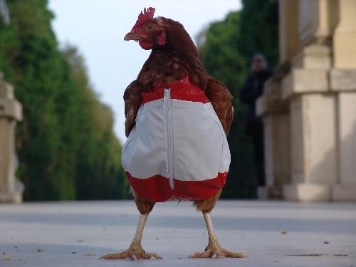 chicken - chicken pictures