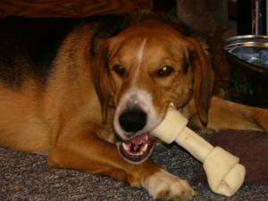 A Treeing Walker Coonhound/German Shepherd mix - A Treeing Walker Coonhound/German Shepherd mix