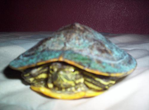 Giacomo - red eared turtle