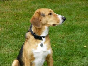 A Treeing Walker Coonhound/German Shepherd mix - A Treeing Walker Coonhound/German Shepherd mix