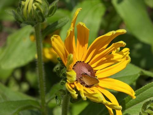 The Flower - An insect enjoying a flowery drink.
