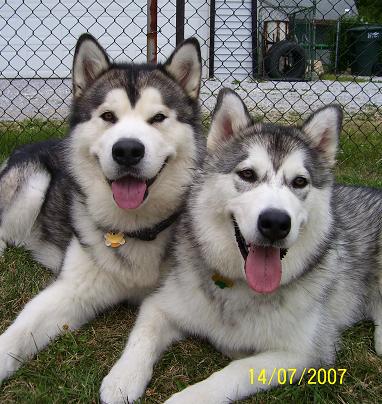 The world's cutest Alaskan Malamutes - Stone & Jade