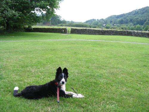 Border Collie - Missy
