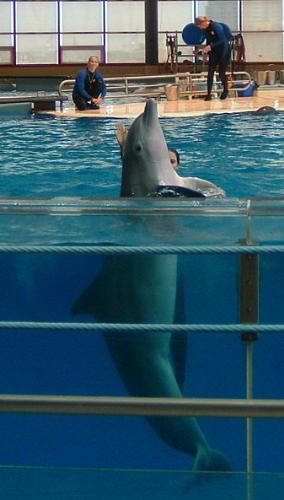 A Picture From the National Aquarium in Baltimore  - A Picture From the National Aquarium in Baltimore. It as taken during the dolphin show. It was a great show!