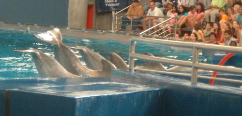A Picture From the National Aquarium in Baltimore  - A Picture From the National Aquarium in Baltimore. It as taken during the dolphin show. It was a great show!